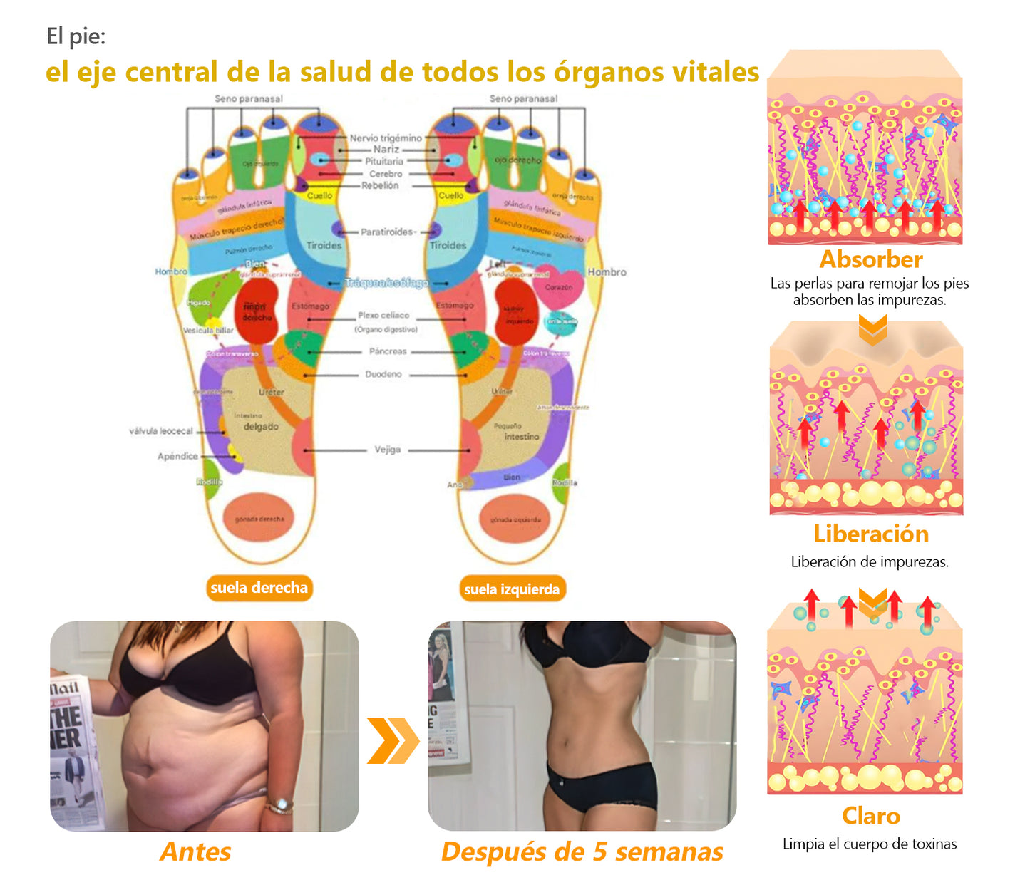 Último día con 70 % de descuento: Tnnedey® veneno de abeja y 30 perlas de baño de pies desintoxicantes a base de hierbas para esculpir el cuerpo - Recomendado por la Academia Linfática Mexicana (AML) 🌿