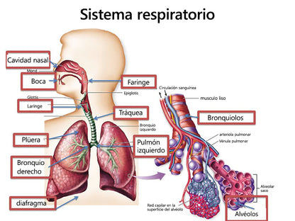 𝑳𝒆𝒓𝒄𝒆𝒂™ 𝑴𝒖𝒍𝒍𝒆𝒊𝒏 𝑪𝒍𝒆𝒂𝒓 𝑳𝒖𝒏𝒈 𝑹𝒆𝒑𝒂𝒊𝒓 𝑪𝒓𝒆𝒂𝒎👨‍⚕️Avalado por la Asociación Mexicana de Sociedades de Tórax para apoyar la salud pulmonar💟