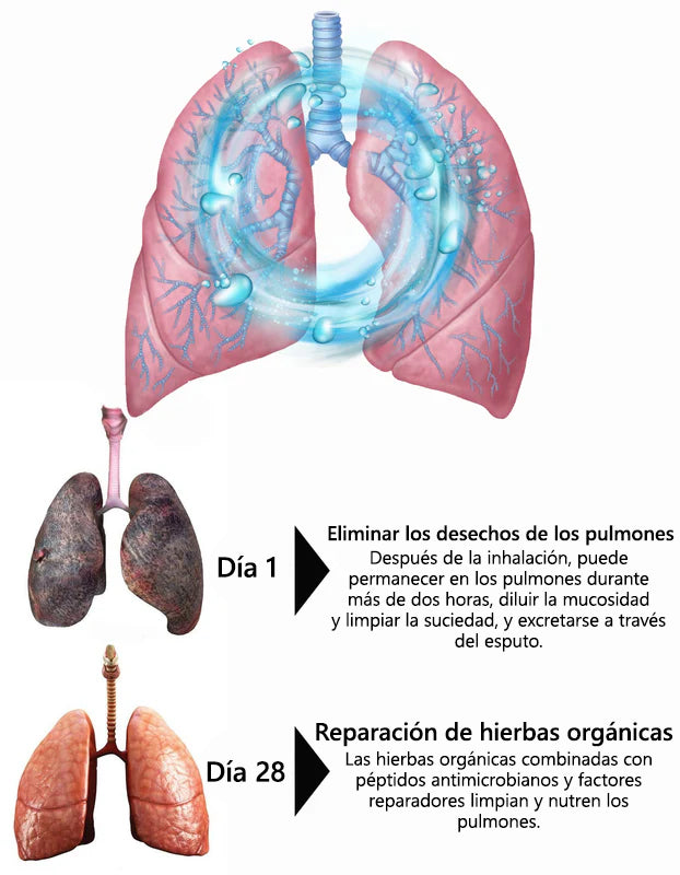 𝑳𝒆𝒓𝒄𝒆𝒂™ 𝑴𝒖𝒍𝒍𝒆𝒊𝒏 𝑪𝒍𝒆𝒂𝒓 𝑳𝒖𝒏𝒈 𝑹𝒆𝒑𝒂𝒊𝒓 𝑪𝒓𝒆𝒂𝒎👨‍⚕️Avalado por la Asociación Mexicana de Sociedades de Tórax para apoyar la salud pulmonar💟